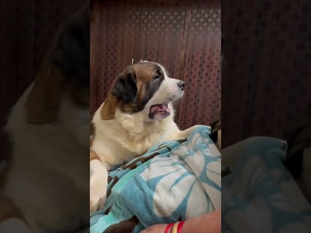 Tyzuu convincing mom to love him️ #cutedog #viral #shorts