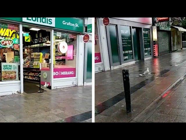 Cheeky Seagull Steals Crisps From Shop