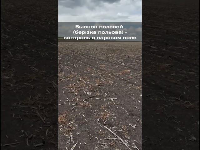 Вьюнок полевой (берізка польова). Контроль в паровом поле