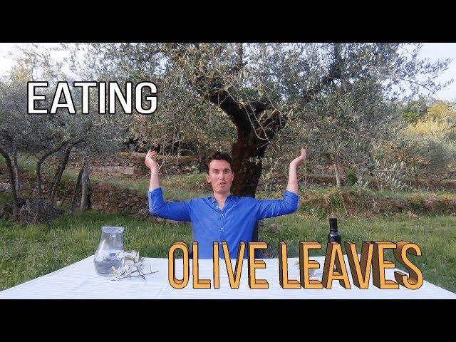Eating Olive Leaves