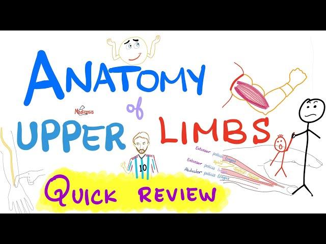 Anatomy of the upper limbs (extremities) - Brachial Plexus - Quick Review