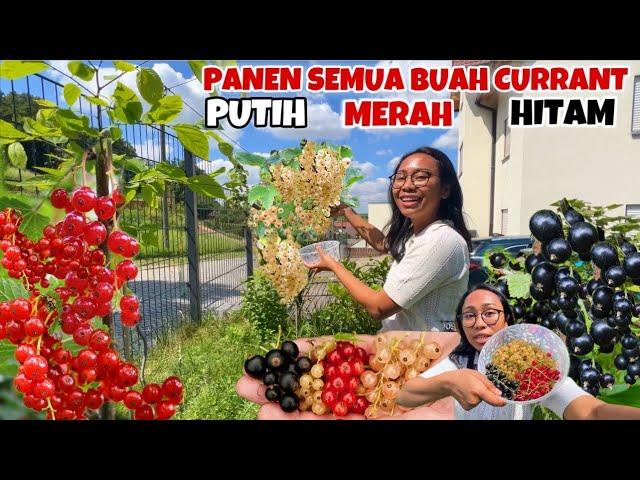 PANEN BUAH WHITE CURRANT, RED CURRANT & BLACK CURRANT