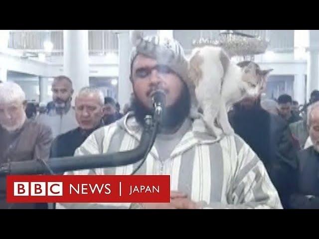 ラマダンの礼拝にネコが乱入　導師の肩に乗り