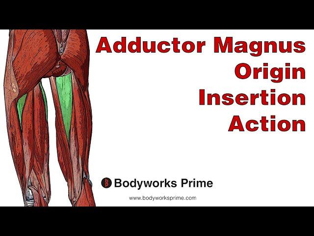 Adductor Magnus Anatomy: Origin, Insertion & Action