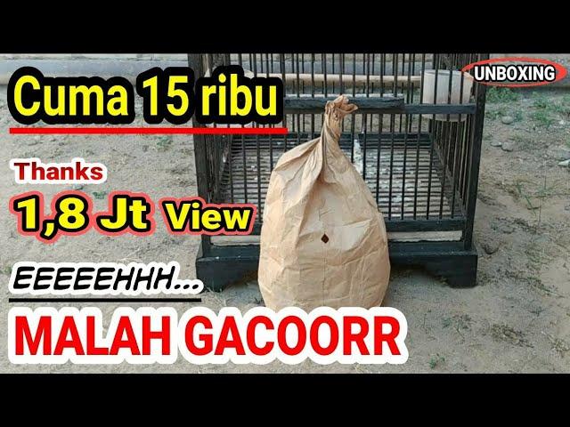 Burung Super Murah Sampai Rumah Langsung Gacor  | UNBOXING