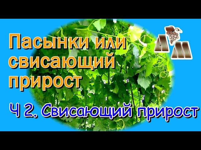  Длинные пасынки или свисающий прирост? Часть 2 - Почему я не использую свисающий прирост