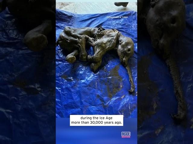 Gold Miner Finds Mummified 30,000-Year-Old Woolly Mammoth Baby #shorts