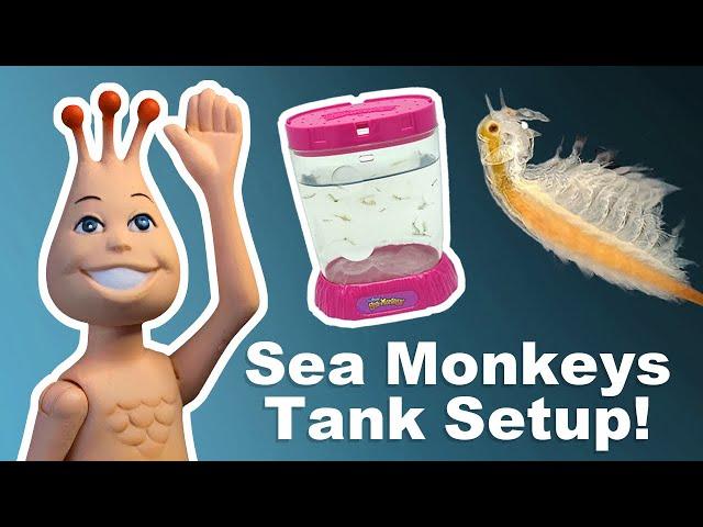 Sea Monkey Tank Setup | Helpful Tips!