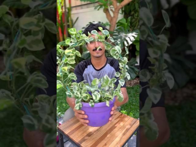 Money plant decor ideas #ytshorts #plants #moneyplant #diy