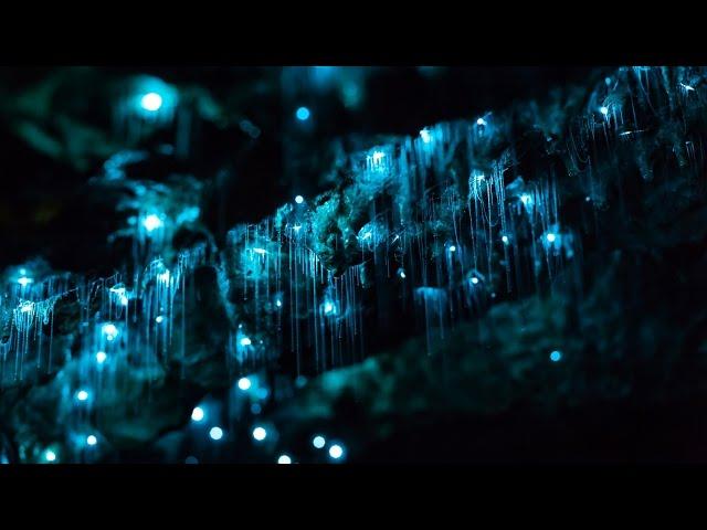 Glowworms in Motion - A Time-lapse of NZ's Glowworm Caves in 4K