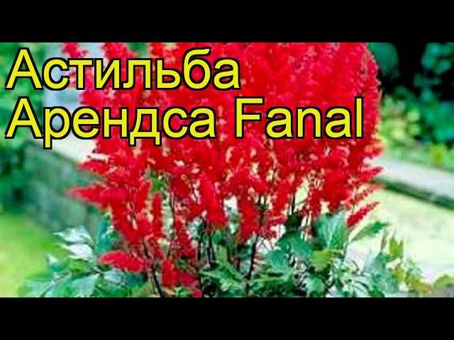 Астильба арендса Фэнэл (Fanal). Краткий обзор, описание характеристик, где купить рассада