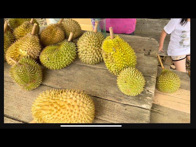 DURIAN MUSANG KING MURAH RM 30 SEKILO |