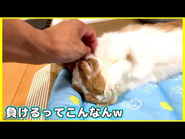 飼い主をダメにする赤ちゃんうさぎ【ロップイヤー】