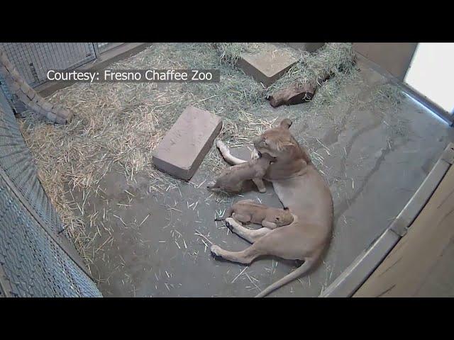 Fresno Chaffee Zoo's babies now on display