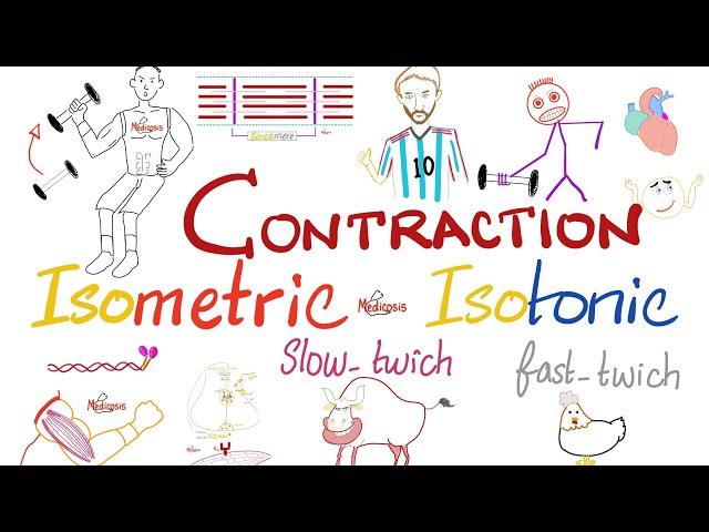 Muscle Contraction | Slow-Twitch vs. Fast-Twitch | Isometric vs Isotonic | Muscle Physiology