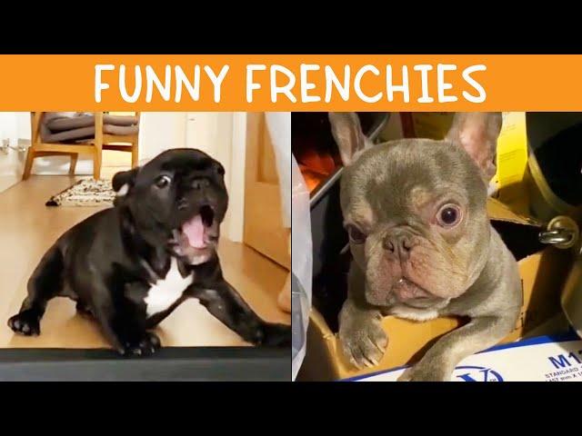 Funny French Bulldog | TikTok Compilation