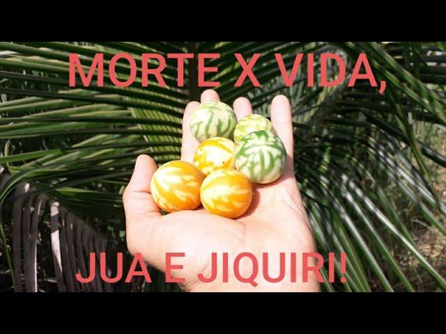 jiquiri e Juá: um pode salvar a sua vida e o outro acabar com ela! Você saberia quem é quem?