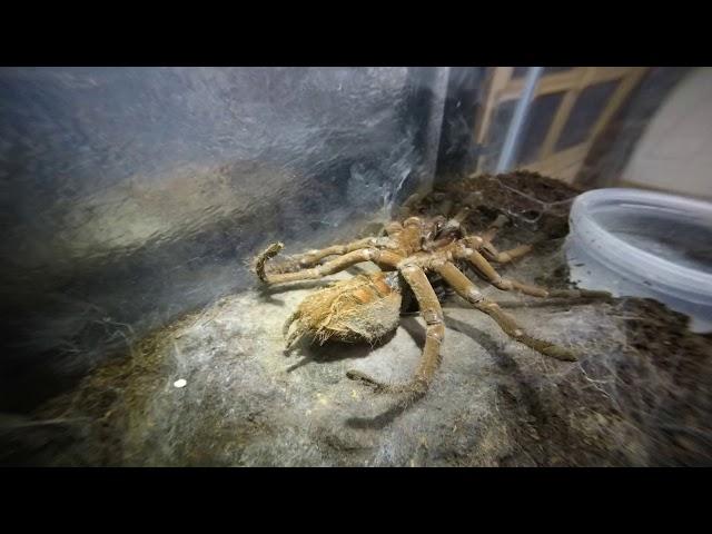 Theraphosa strimi Time Lapse Molt 72 minutes into 72 seconds