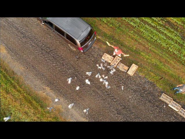 FLIGHT TO THE FINISH - Exploring Wisconsin Pigeon Racing