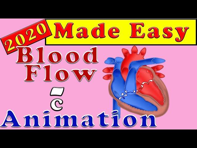 Human Circulatory System   The Heart and How the Blood Flows   Made Easy