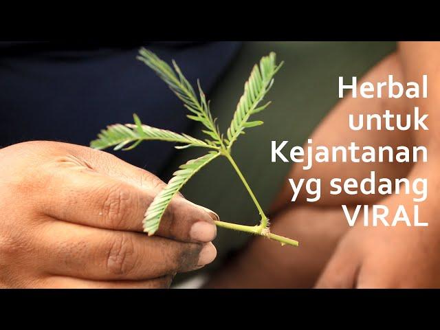 Menanam putri malu dari potongan cabang, herbal untuk kejantanan yang sedang viral