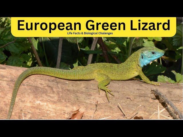 What Are the Characteristics of the European Green Lizard? | Biological Challenges