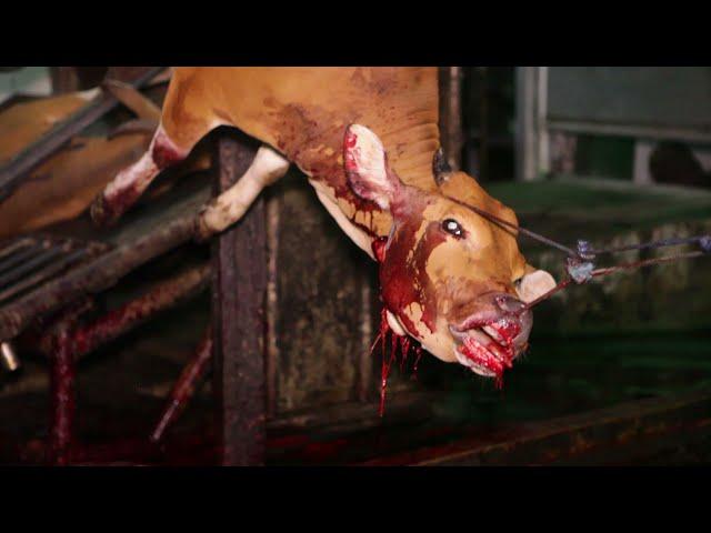 Cow Slaughterhouse - Denpasar, Bali, Indonesia (GRAPHIC CONTENT)