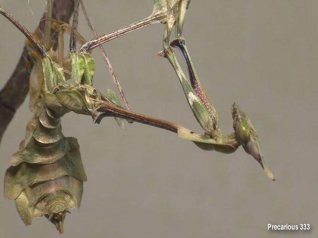 Green Violin Mantis Molt