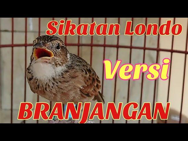 𝙈𝘼𝙎𝙏𝙀𝙍𝘼𝙉 BRANJANGAN GACOR DOR ISIAN SIKATAN LONDO FULL SPEED   by Lee Birds Farm