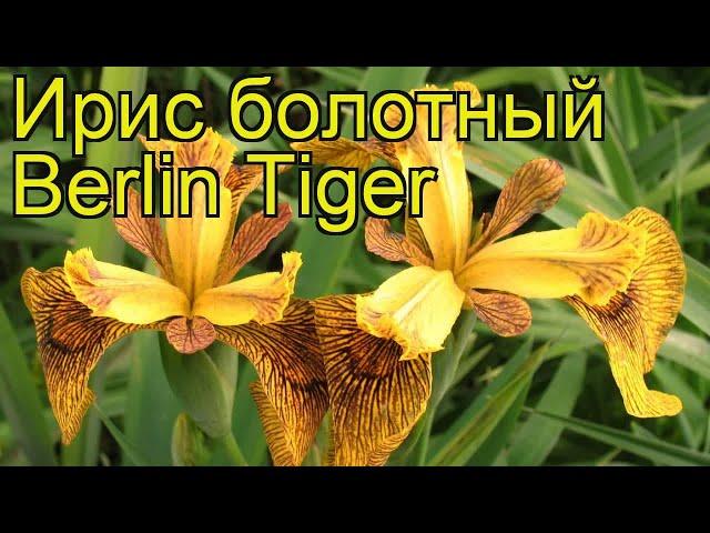 Ирис болотный Берлин Тайгер. Краткий обзор, описание характеристик iris pseudacorus Berlin Tiger