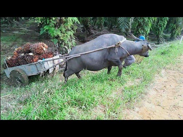 kerbau pintar angkat buah sawit mack mahon