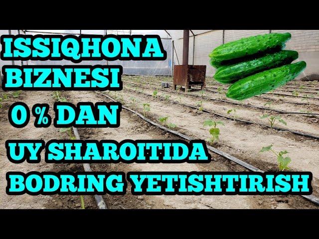 ISSIQHONADA BODRING YETISHTIRISH BIZNESI HAQIDA 0% DAN BOSHLAB UY SHAROITIDA