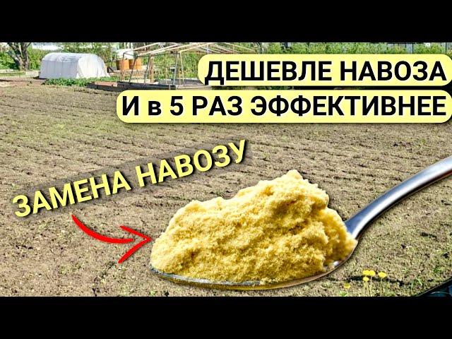 Вношу ЭТО вместо навоза в почву. Эффективнее чем навоз. Мощное УДОБРЕНИЕ для огорода!