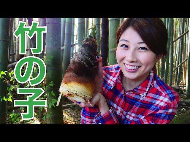 Digging up bamboo shoots! 竹の子を掘ってみた！