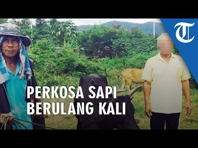 Kakek Ini Perkosa Sapi Berkali-kali, Tetangkap Tanpa Busana saat Beraksi di Hutan dan Tanpa Celana