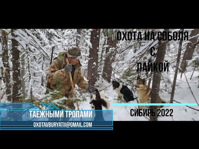 Охота на соболя с лайкой в Сибири. сезон 2022.