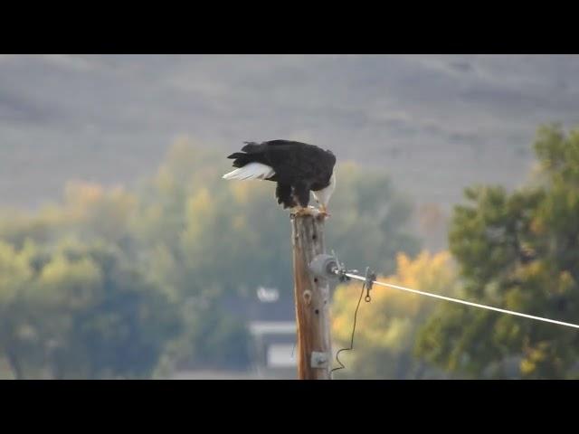 Bald eagle dining on an animal it caught