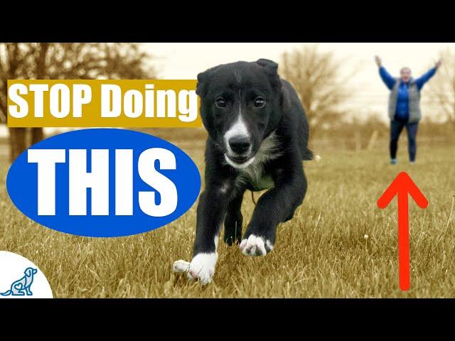 The BIGGEST Mistake People Make When Teaching A Puppy Recall