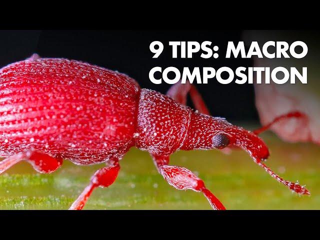 My 9 Best Composition Tips for Macro Photography