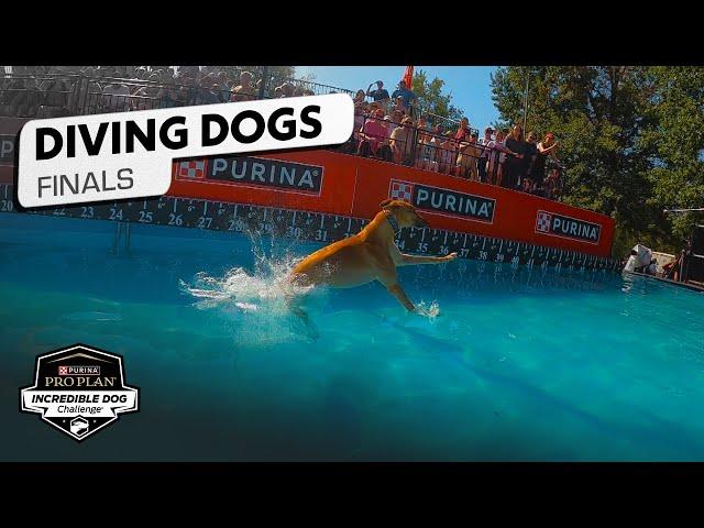 Incredible Dog Challenge: Dog Diving National Championship | NBC Sports