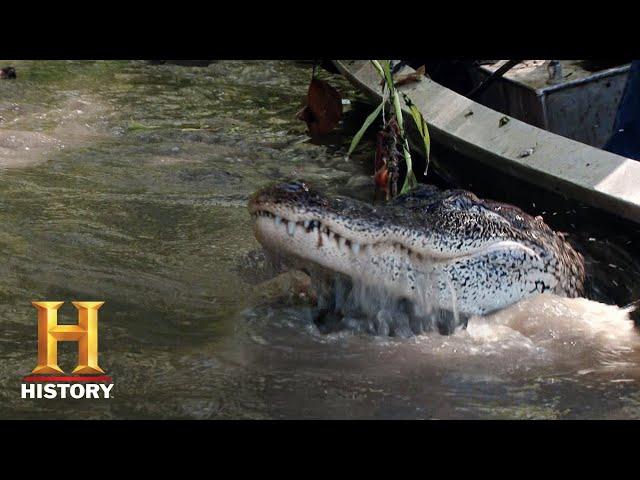 Swamp People: Sniping Big Gators with the Landrys (Season 8) | History