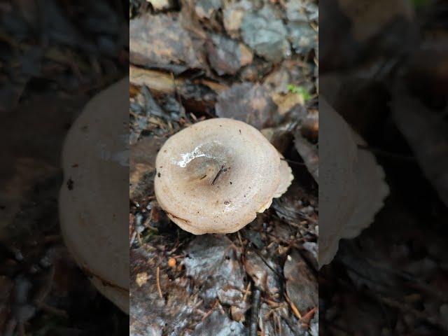 Рыжик еловый .Lactarius deterrimus .