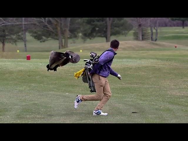 How to handle aggressive Canadian geese