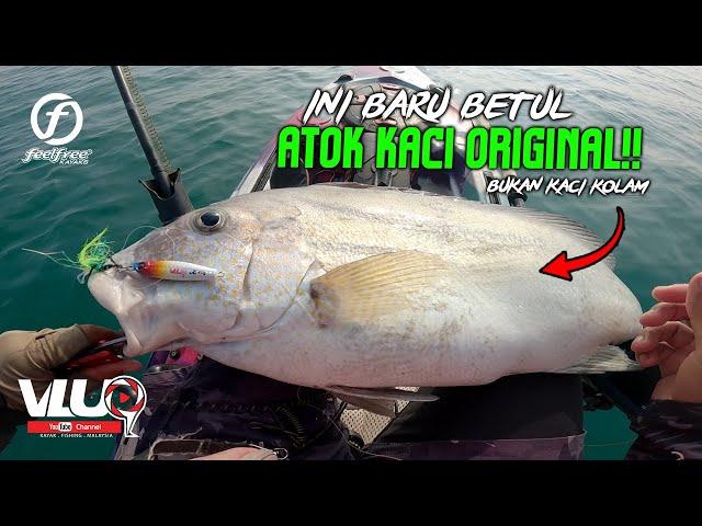 ATOK KACI GORGON kantoi TAK PUASA!! - Kayak Fishing Malaysia #VLUQ502