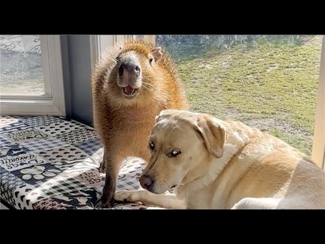 The FUNNIEST Shorts of the Year | FUNNIEST Animal Videos of 2024