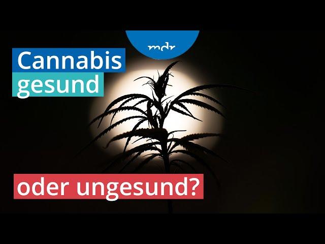 Legalisierter Rausch: Einsatz von Cannabis in der Medizin | MDR