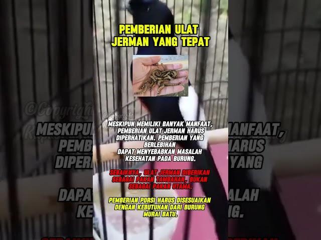 pemberian ulat jerman yg tepat