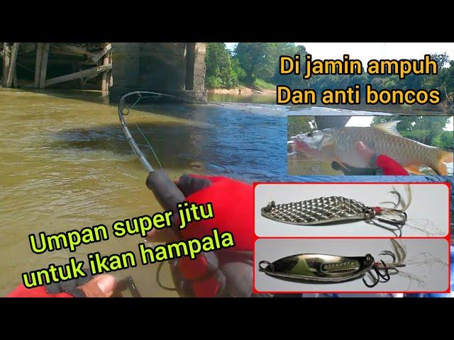 Umpan jitu mancing hampala di jamin ampuh dan anti boncos