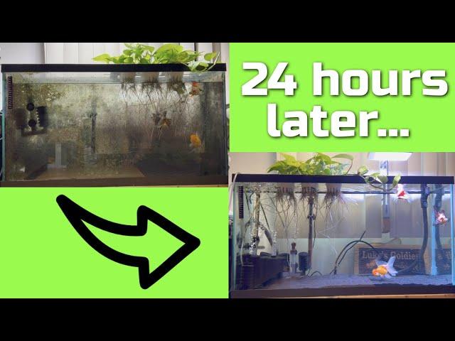 Complete Goldfish Tank Makeover