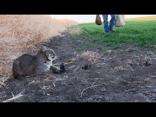 Wiebe Trapline Adventures S2/E6 - Ed Schneider coyote line